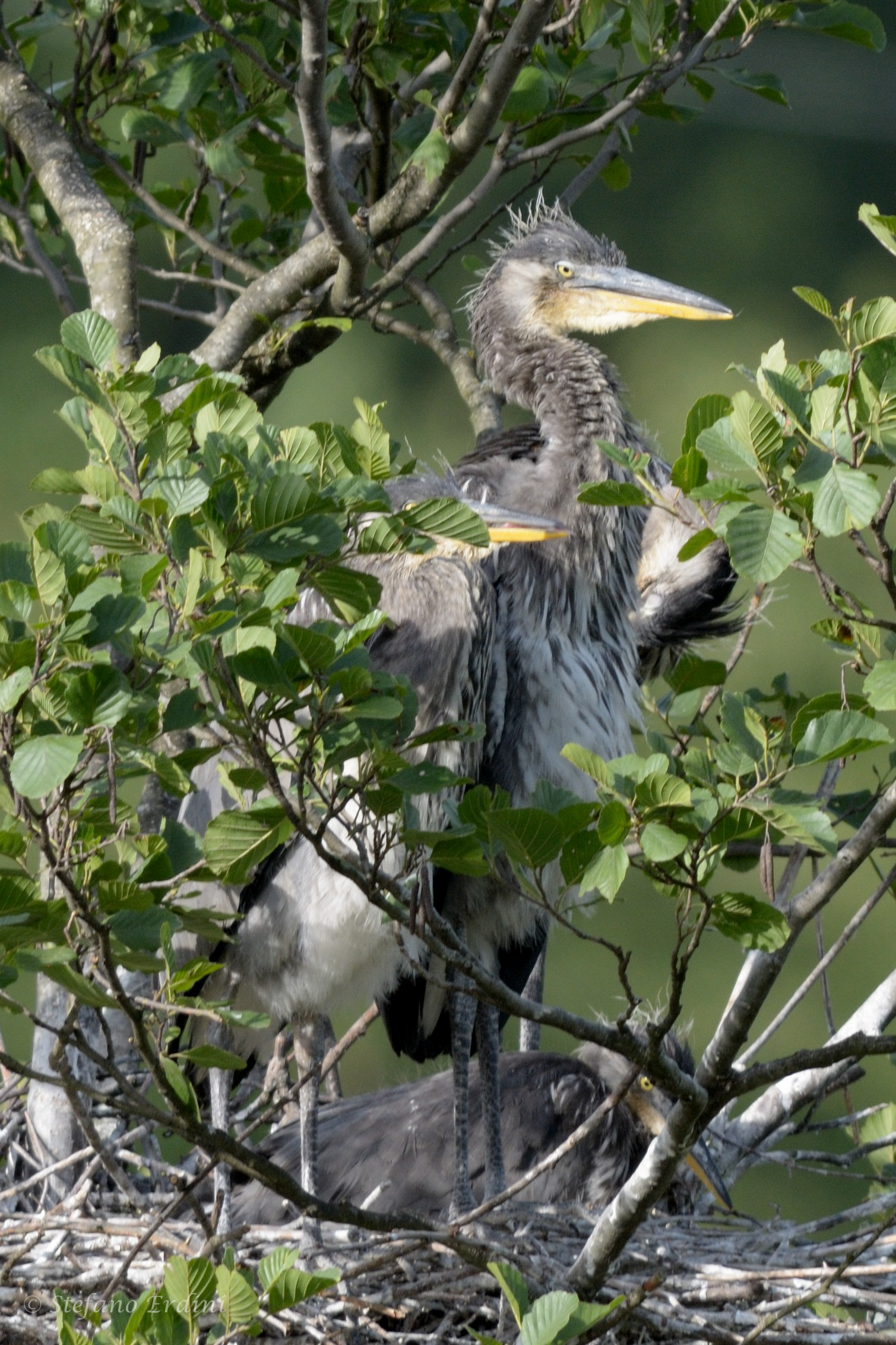 Airone Cenerino, Nido