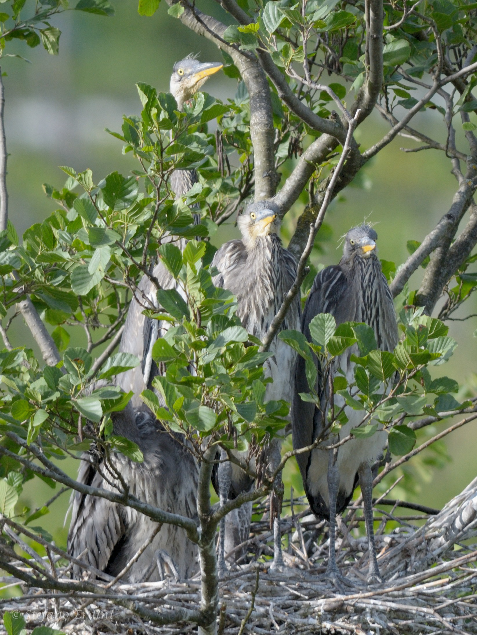 Airone Cenerino, Nido.