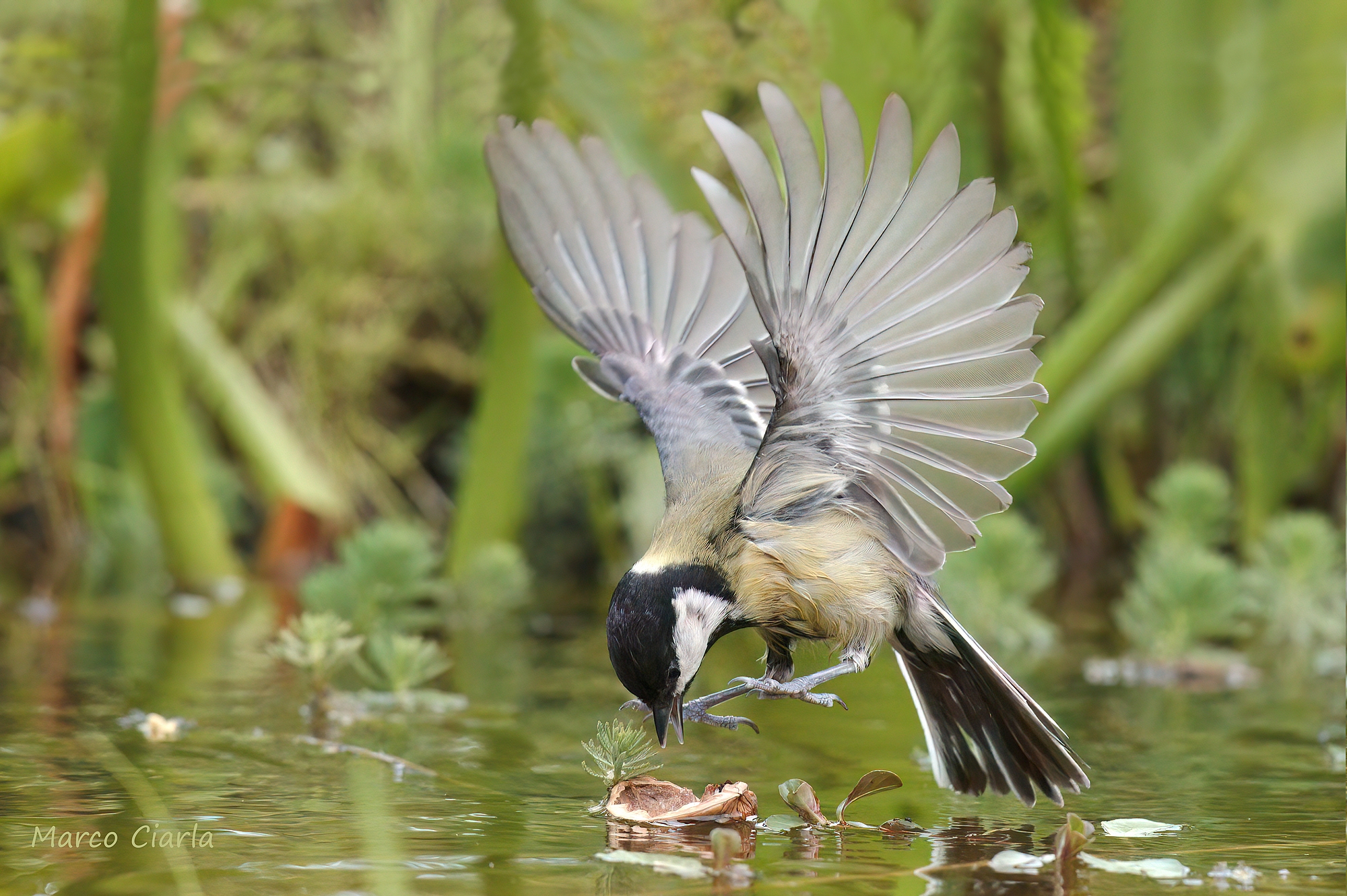 Cinciallegra (Parus major )