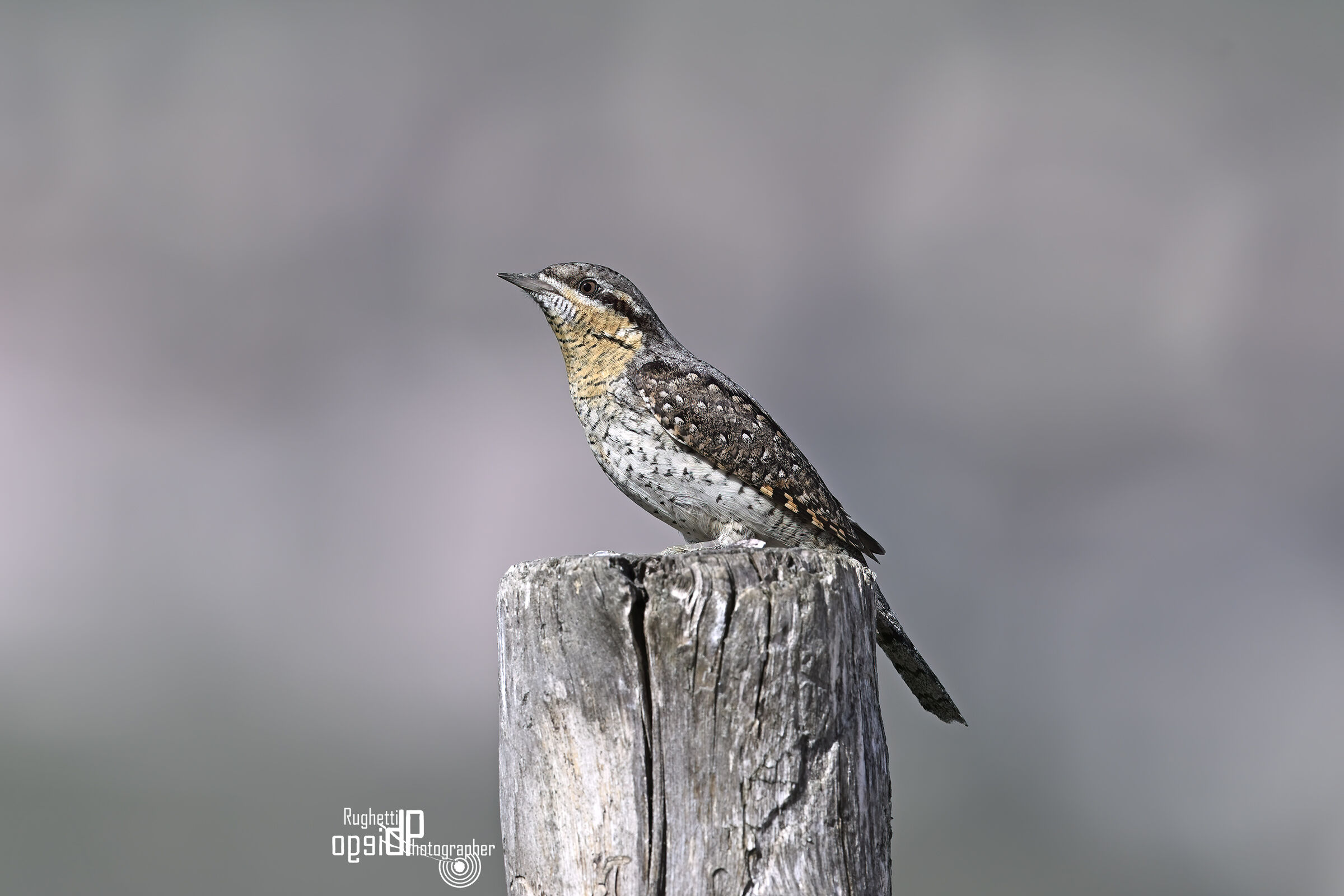 Wryneck