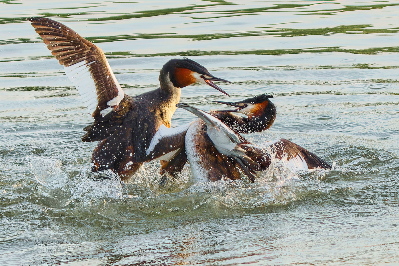 Grebe Fight