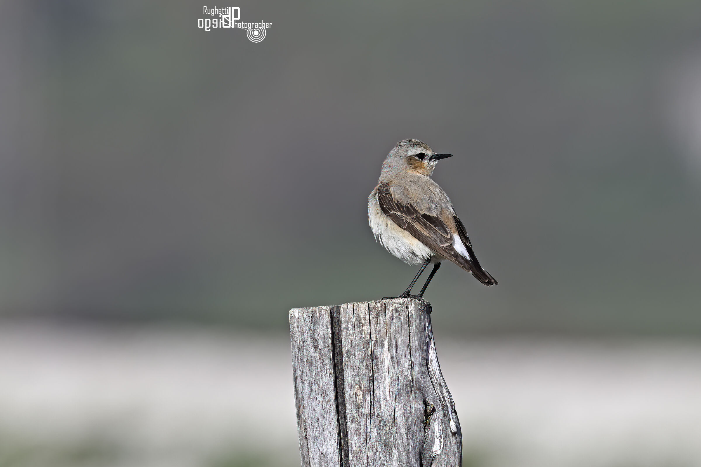 Northern wheatear