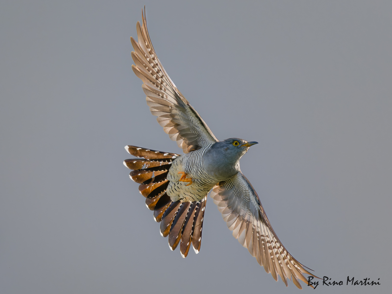 Cuculo in Volo ad ali aperte