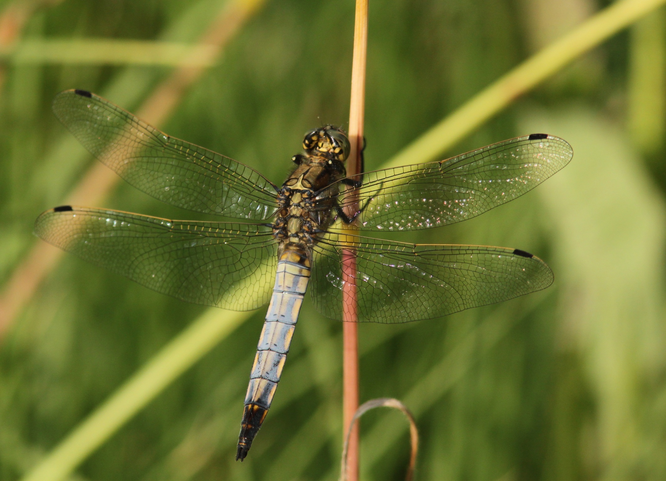 Libellula