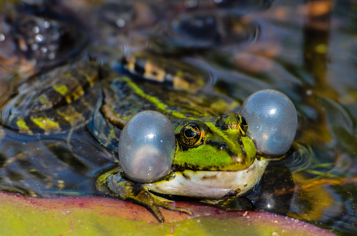 Geneva - Frog of Bois des Mouilles