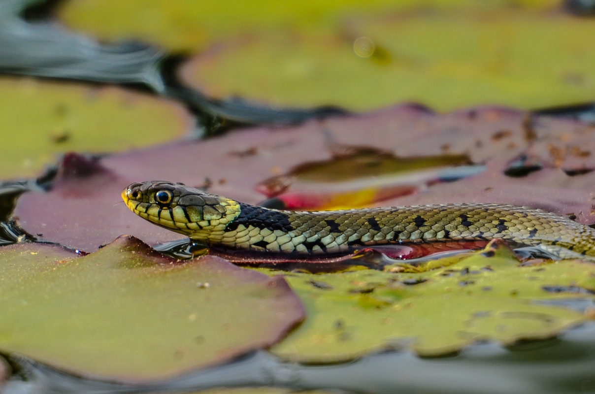 Geneva - Natrix Natrix of Bois des Mouilles