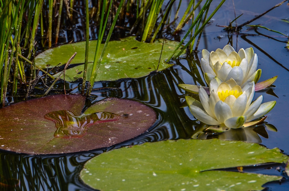 Ginevra - Stagno di Bois des Mouilles