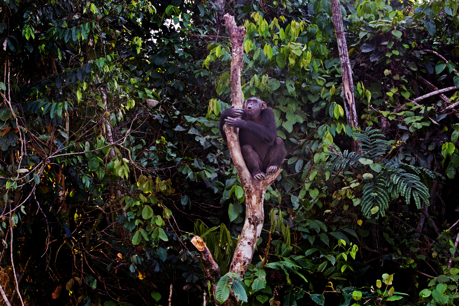 In Chimpanzee Song