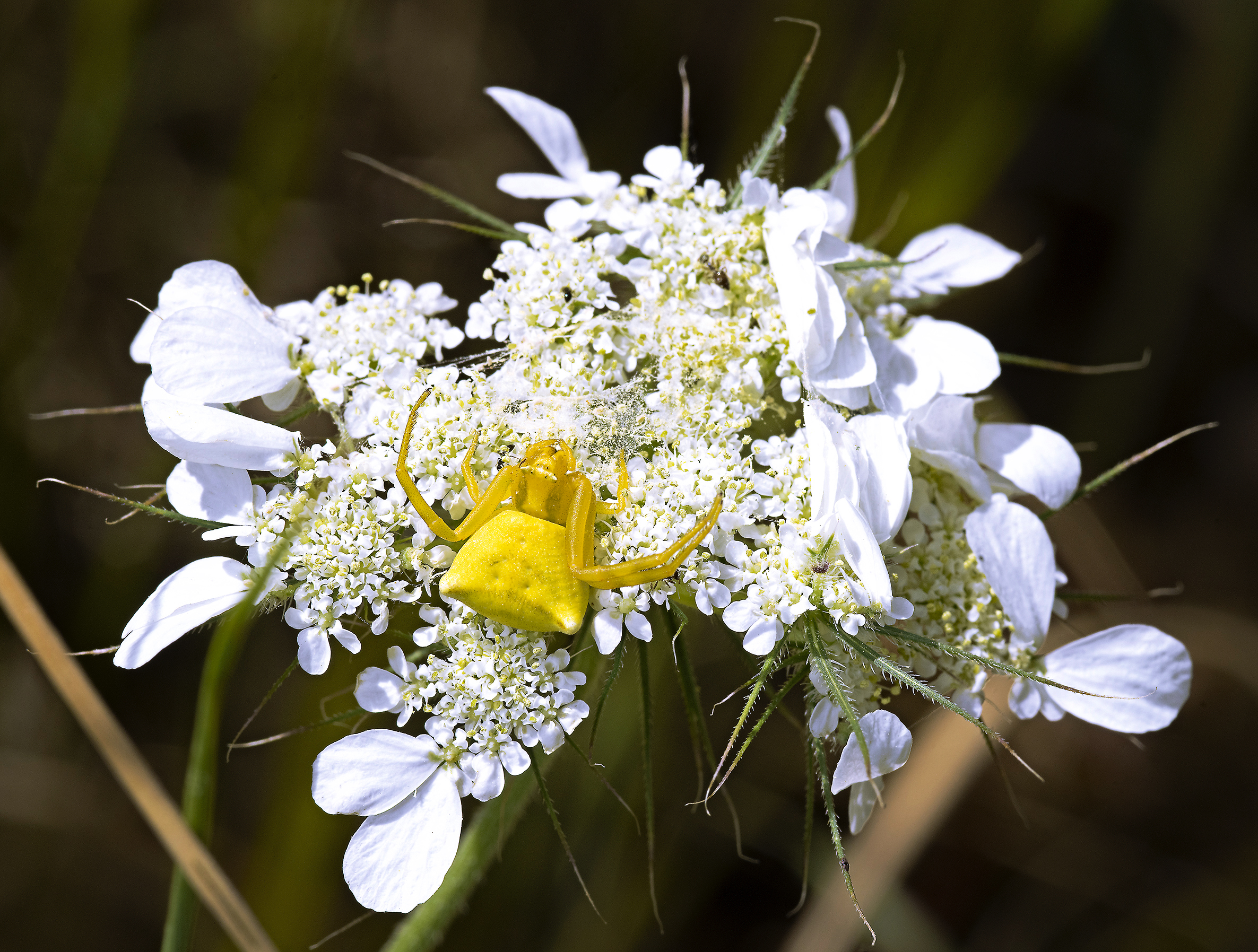 Thomisus onustus su Tordylium apulum