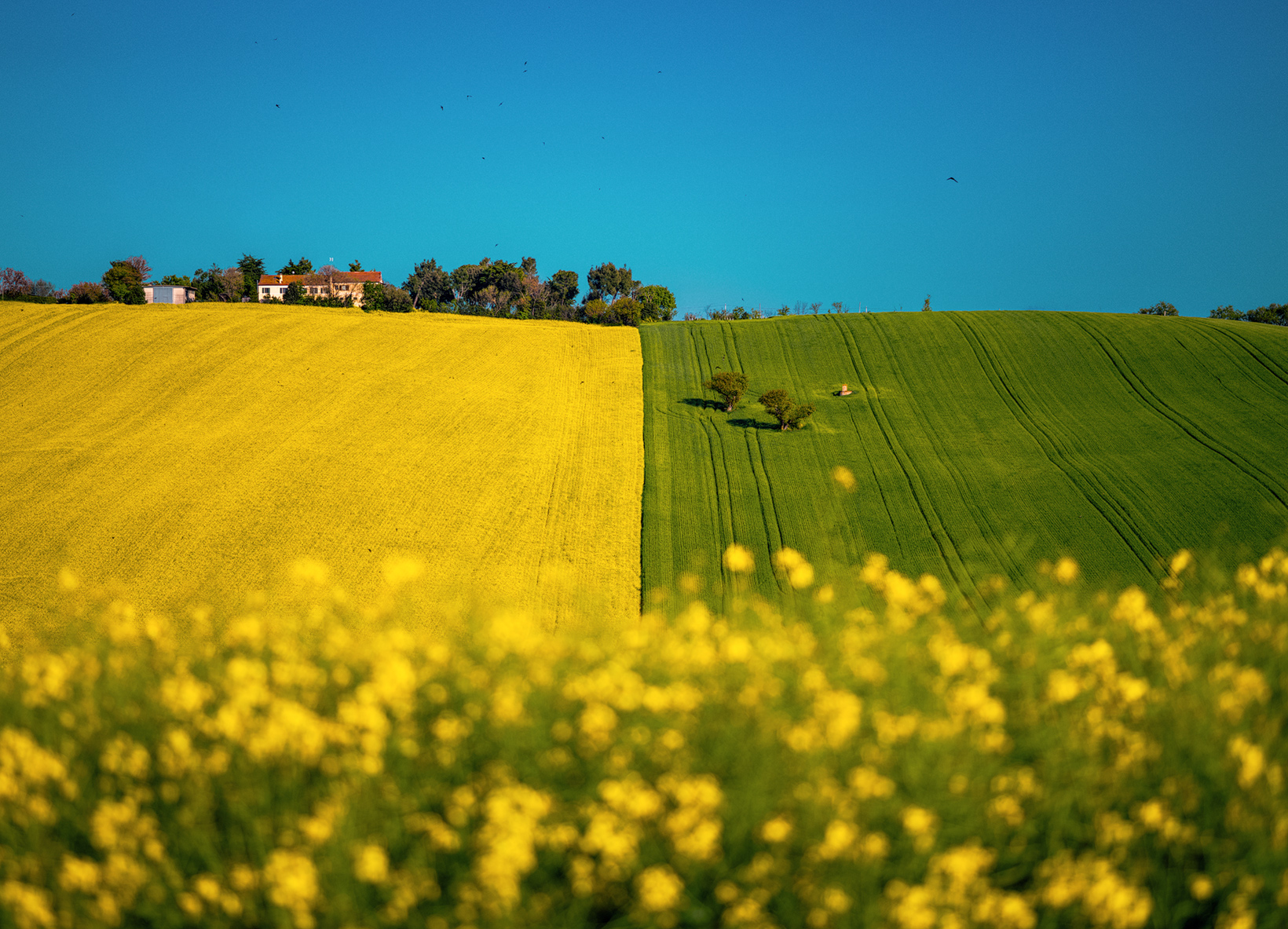 Yellow, green, blue!