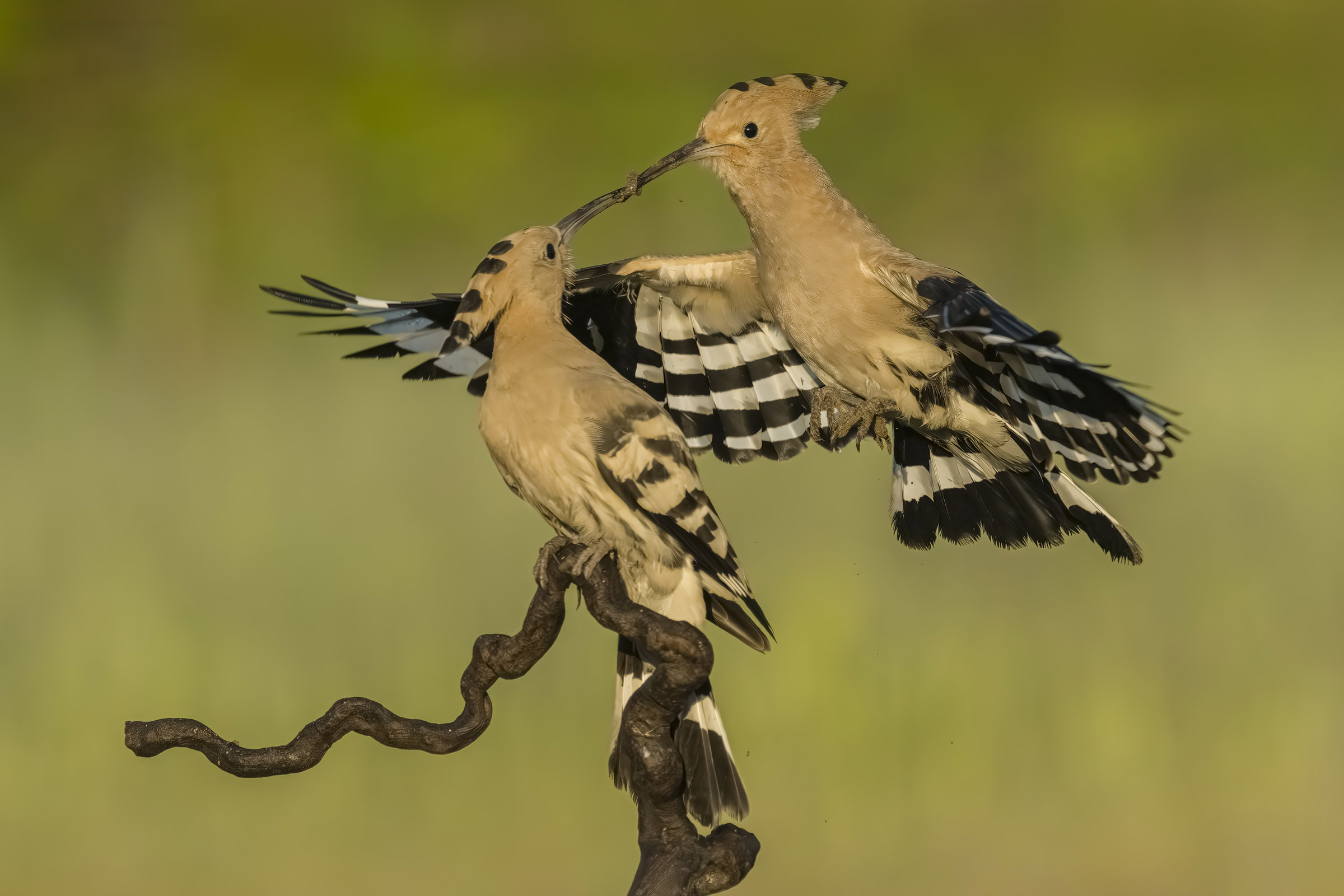 Scambio del dono al volo