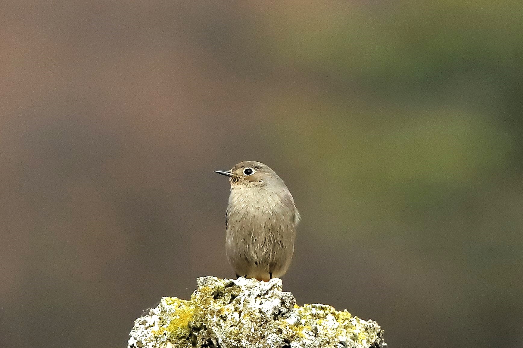 Redstart F 18 February 2024 - 0027