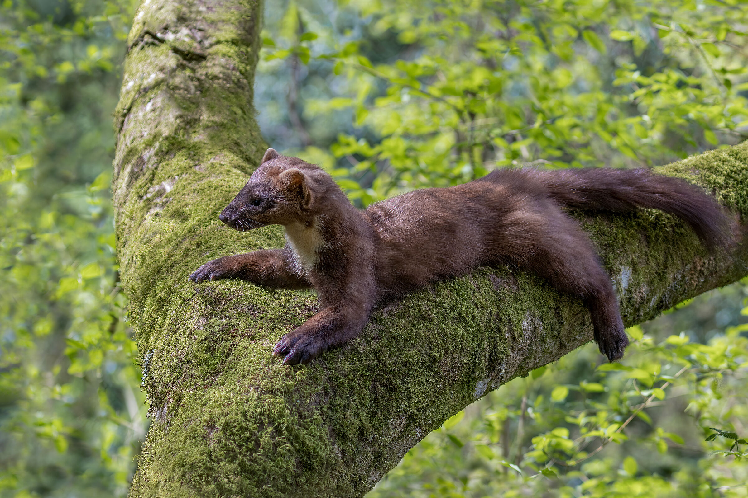 Marten (Martens martens)