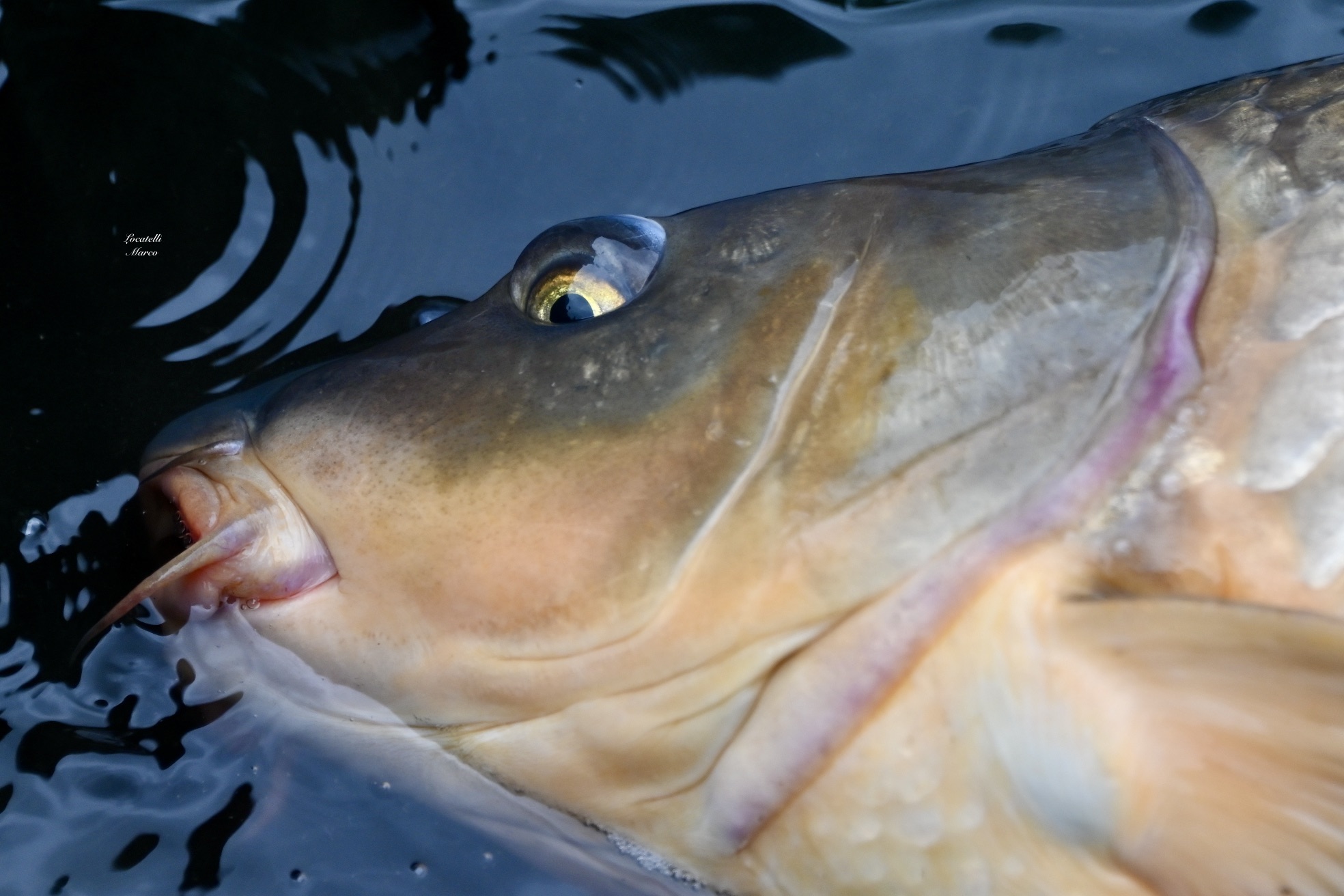 Carpa vista da vicino