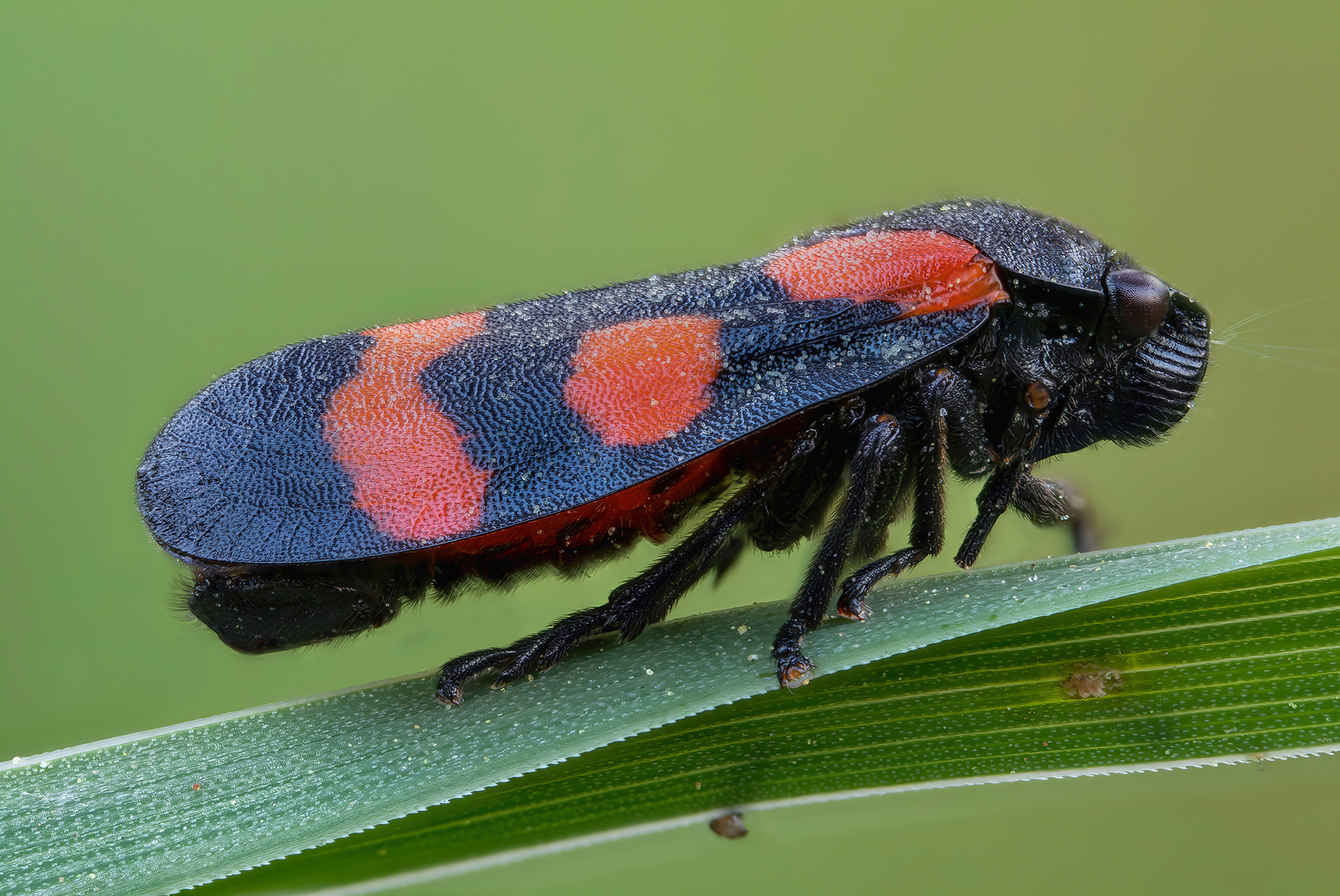 Cercopis sanguinolenta