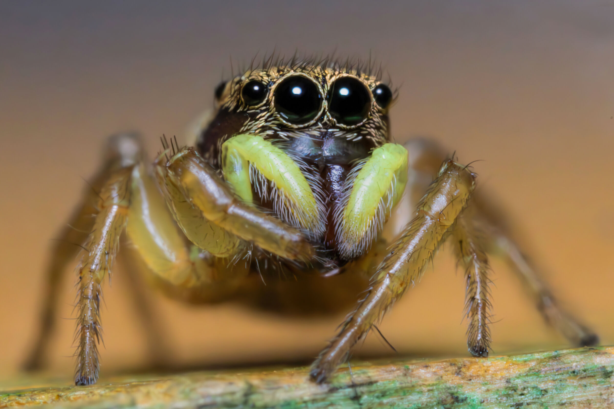 Heliophanus tribulosus