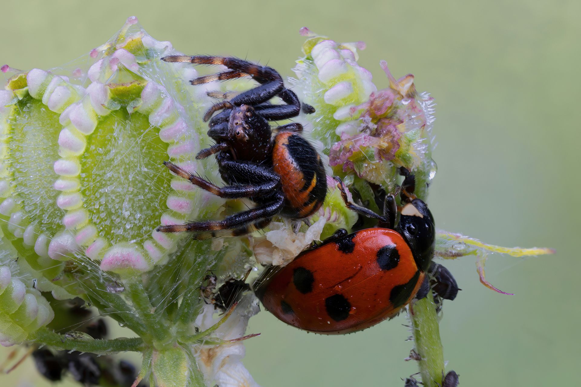 Synema globosum (Napoleon spider)