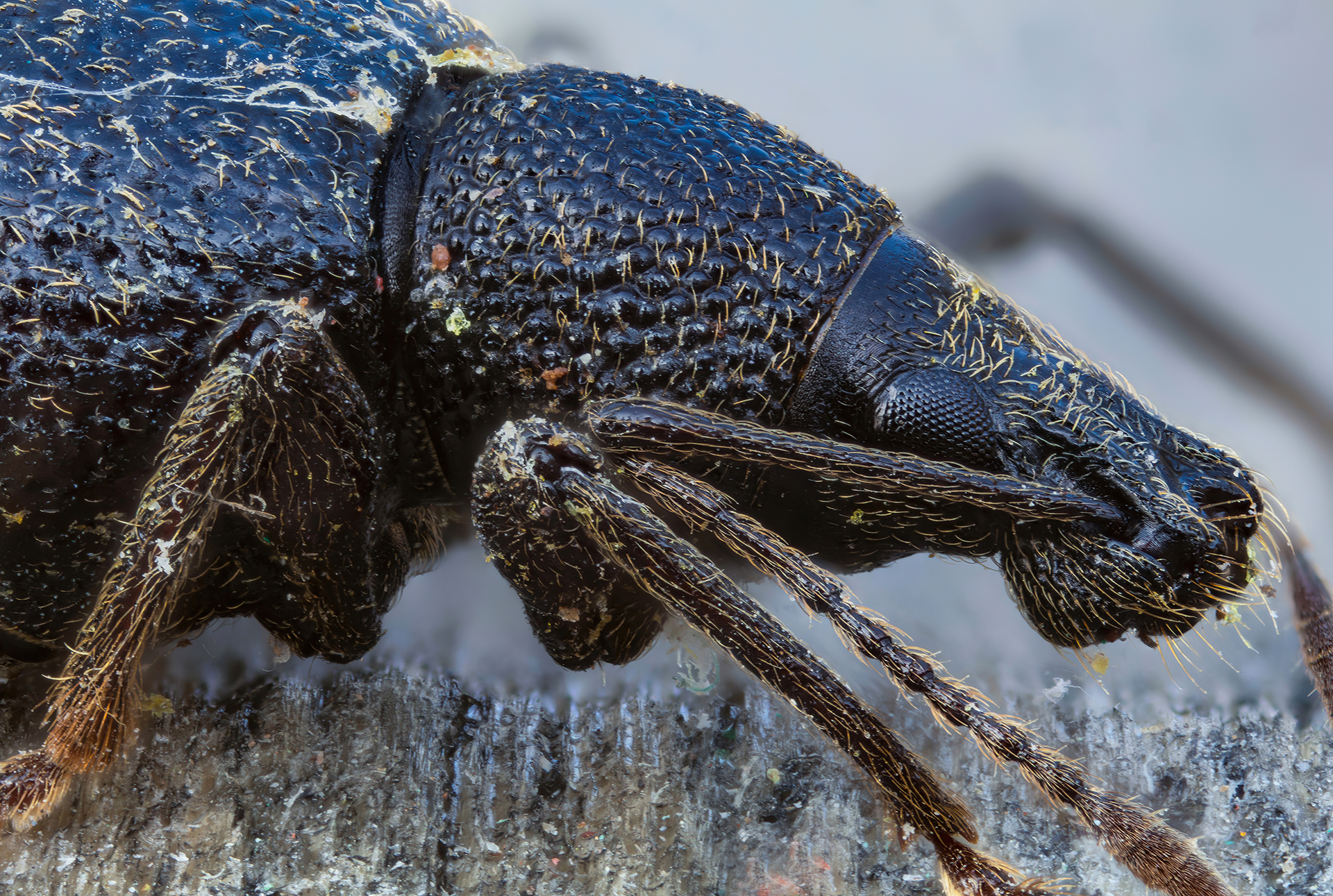 Otiorhynchus sp. z o.o.