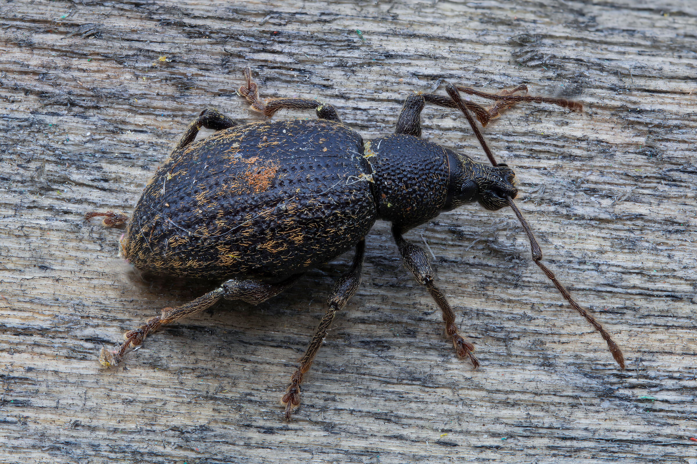 Otiorhynchus sp. z o.o.