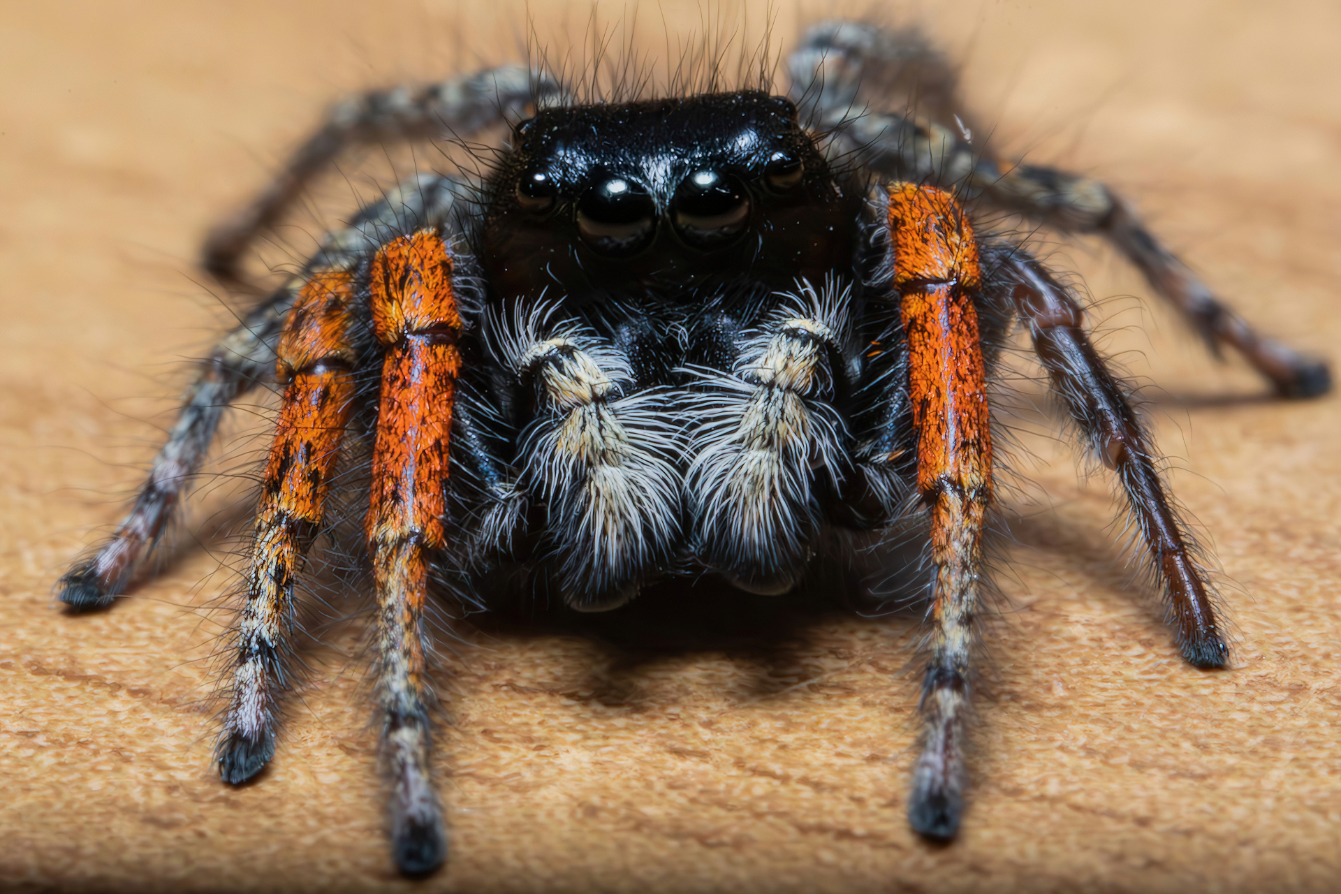 Philaeus chrysops, adult male