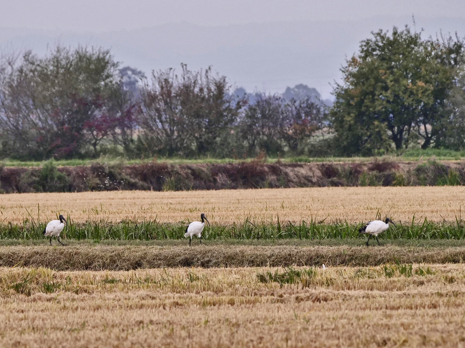 Sacred Ibis