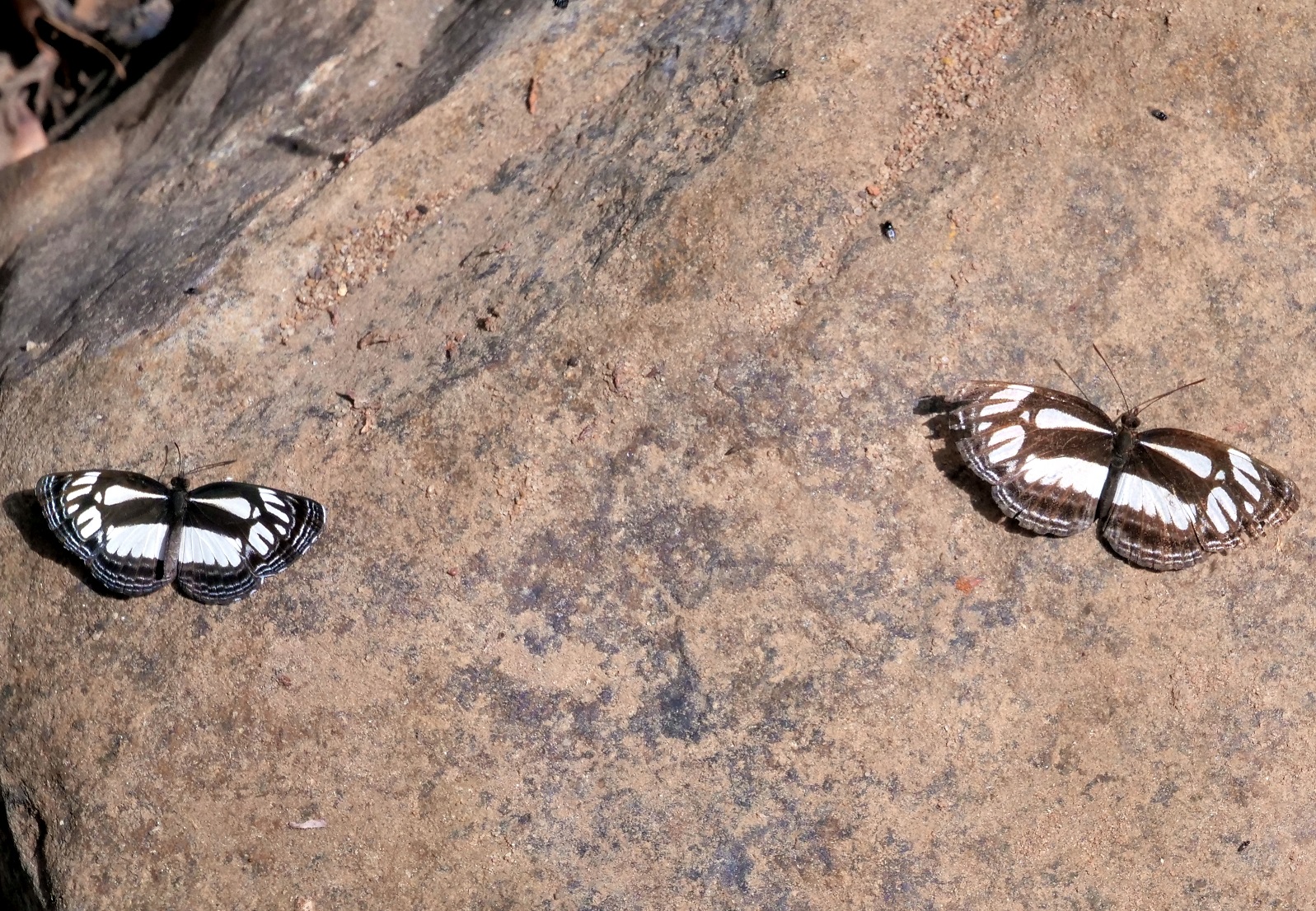 Pair of African butterflies