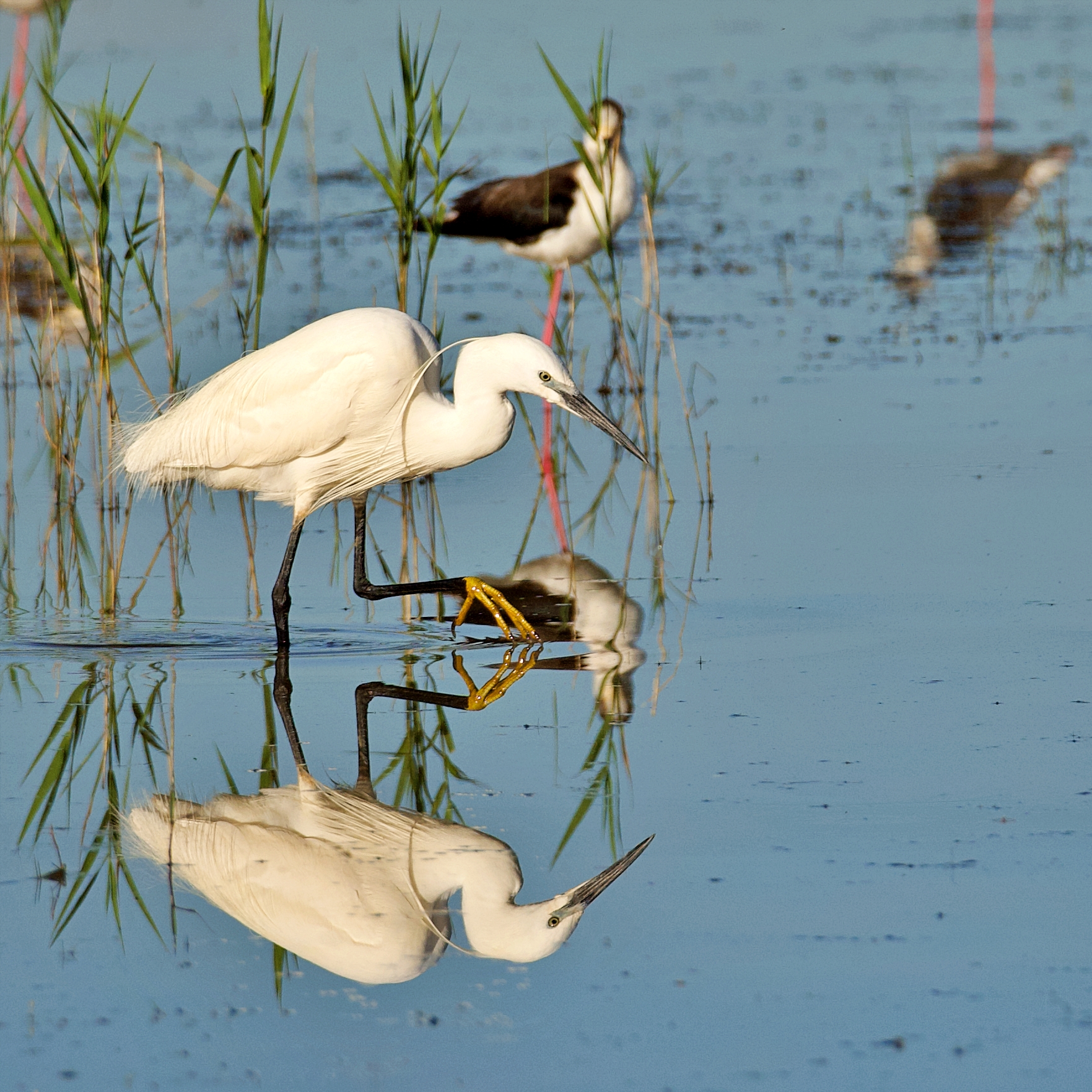 Tentativo di camminare sull'acqua