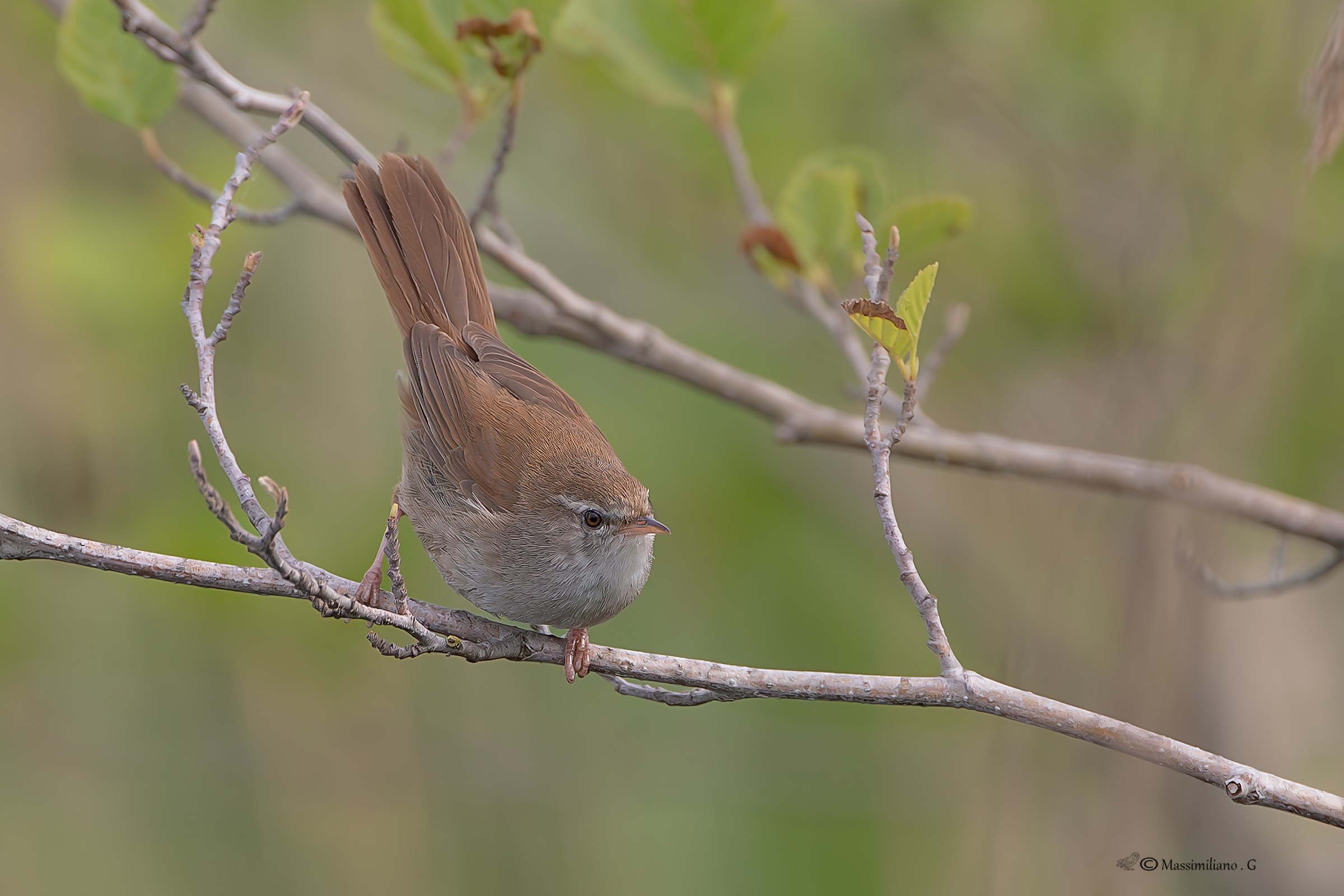 Rijeka Nightingale