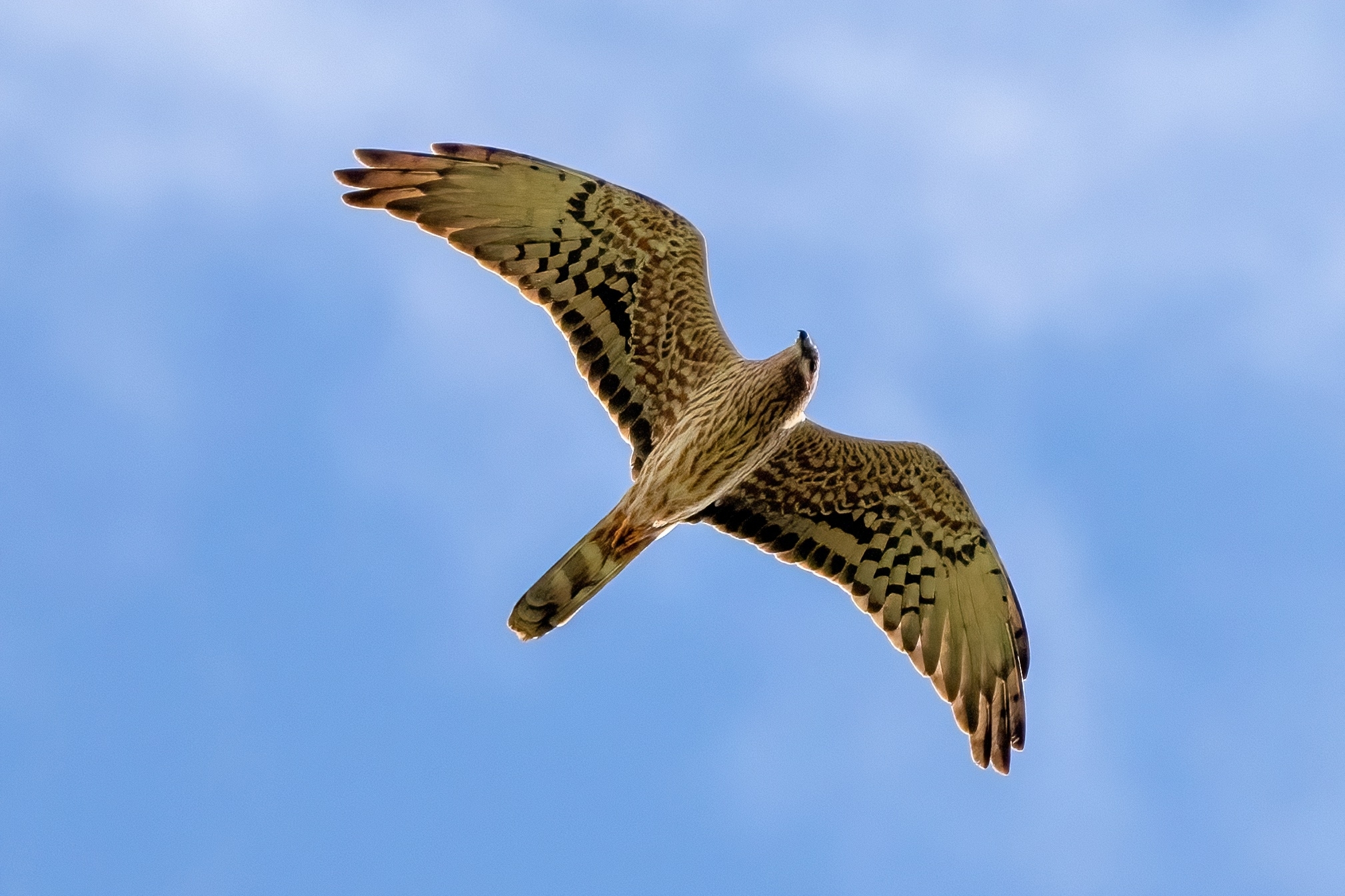 Hen harrier (Circus pygargus) - female