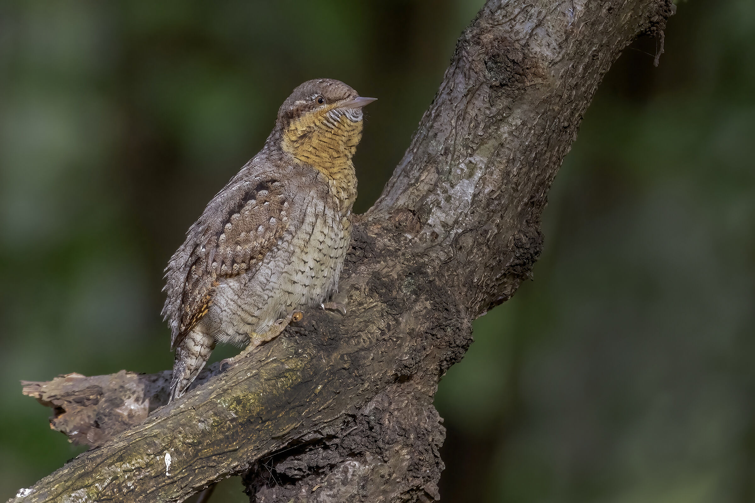 Wryneck...