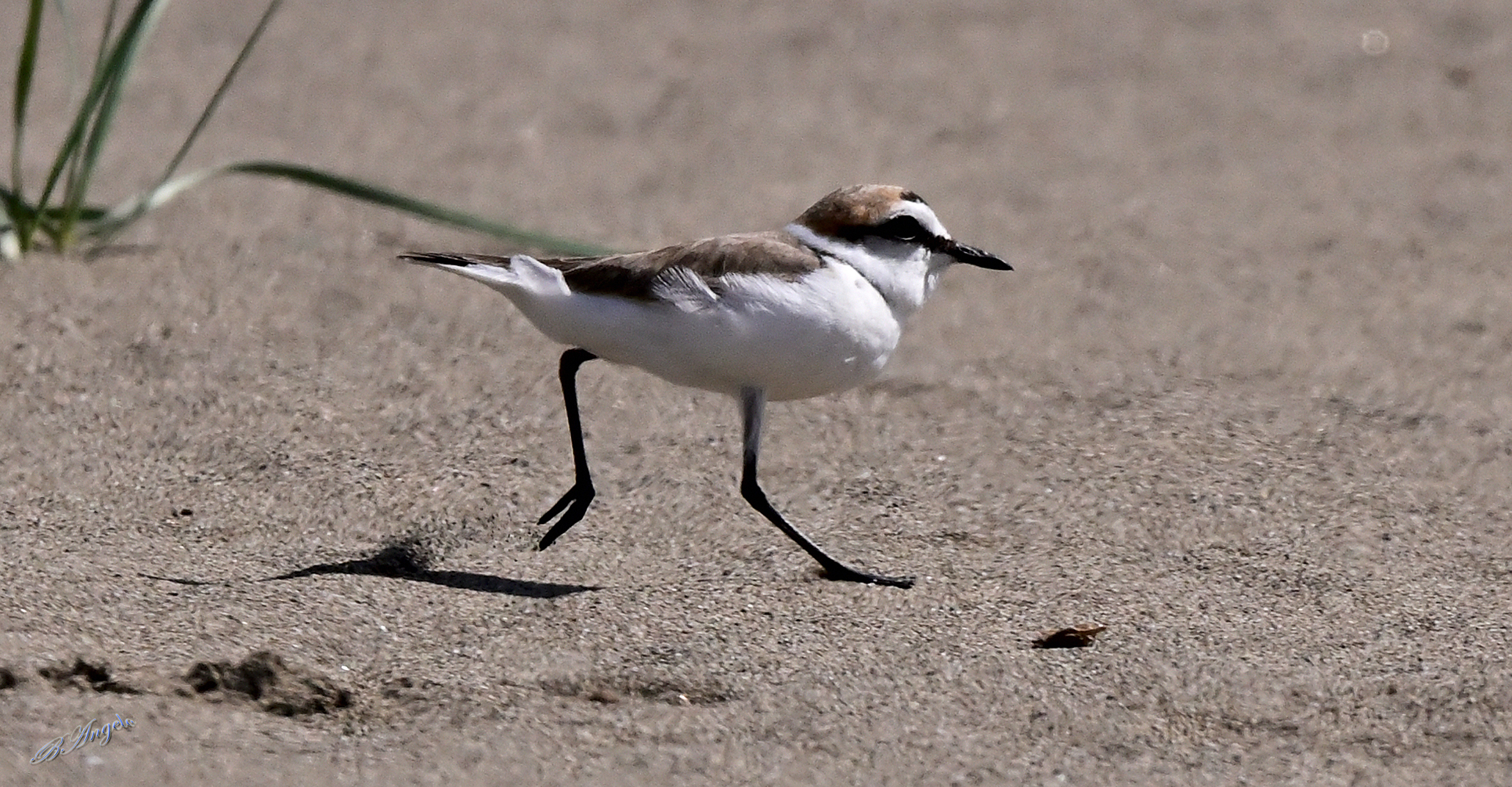 " vado di fretta "   Fratino (m)