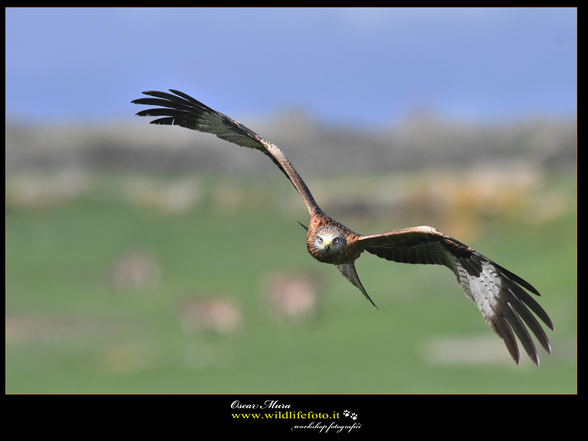Red Kite www.wildlifefoto.it