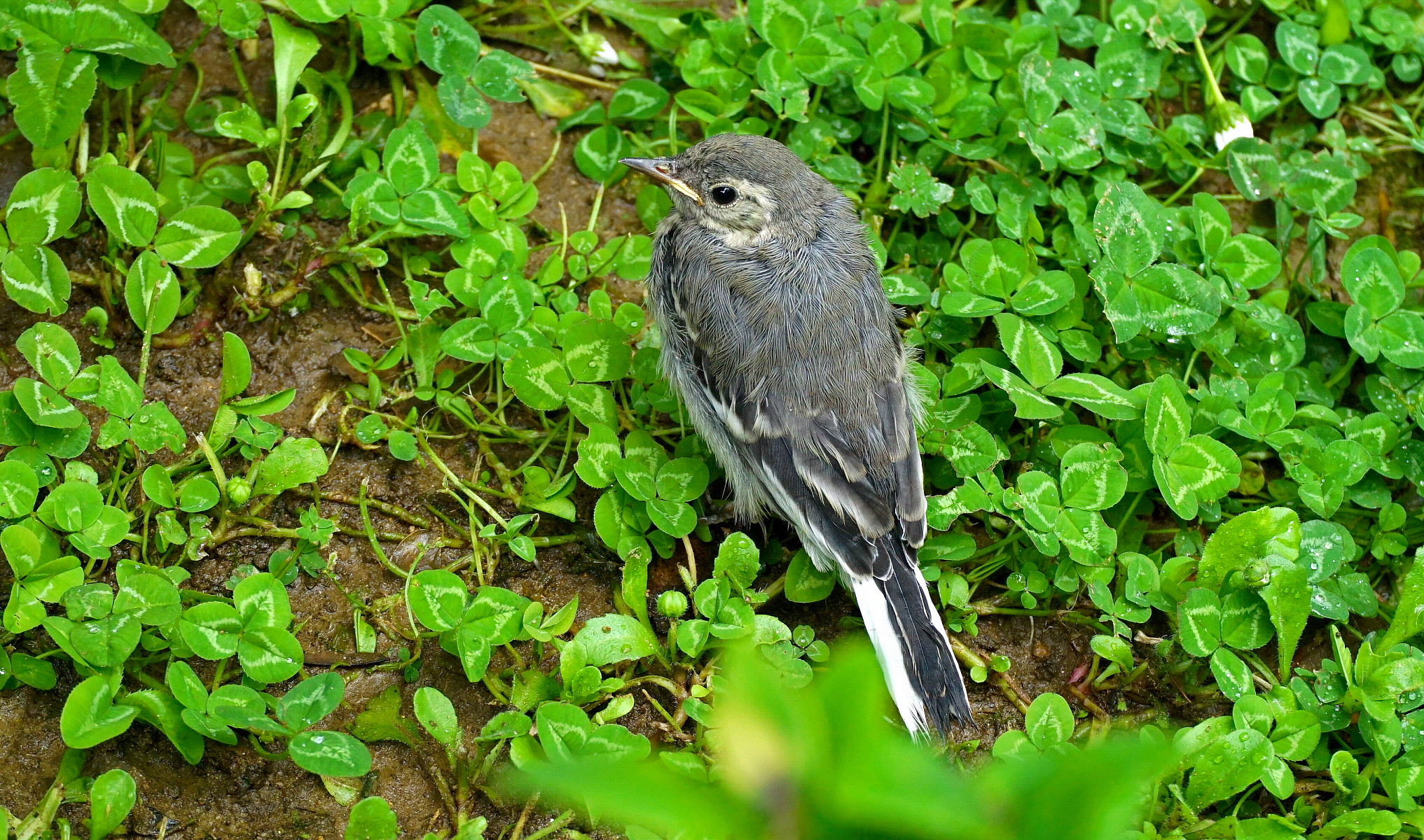 Mannaccia;neanche un quadrifoglio!
