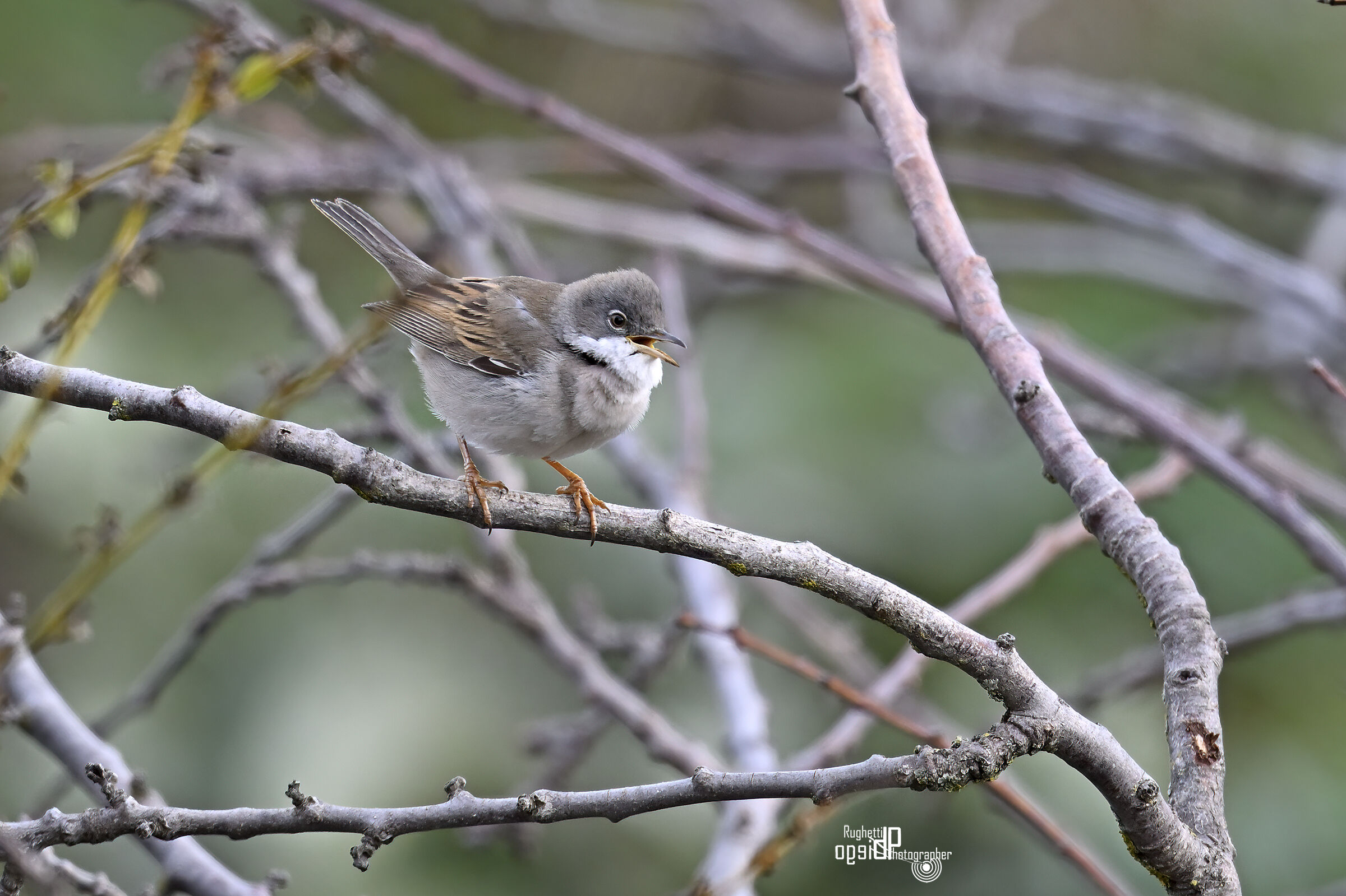Whitethroat