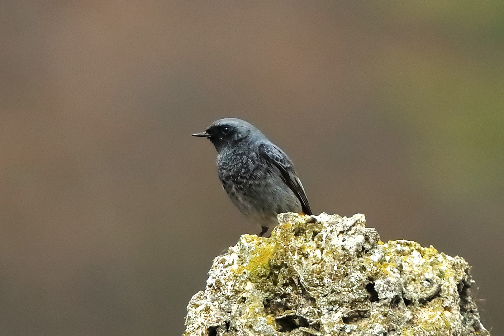 Redstart M 18 February 2024 - 0032