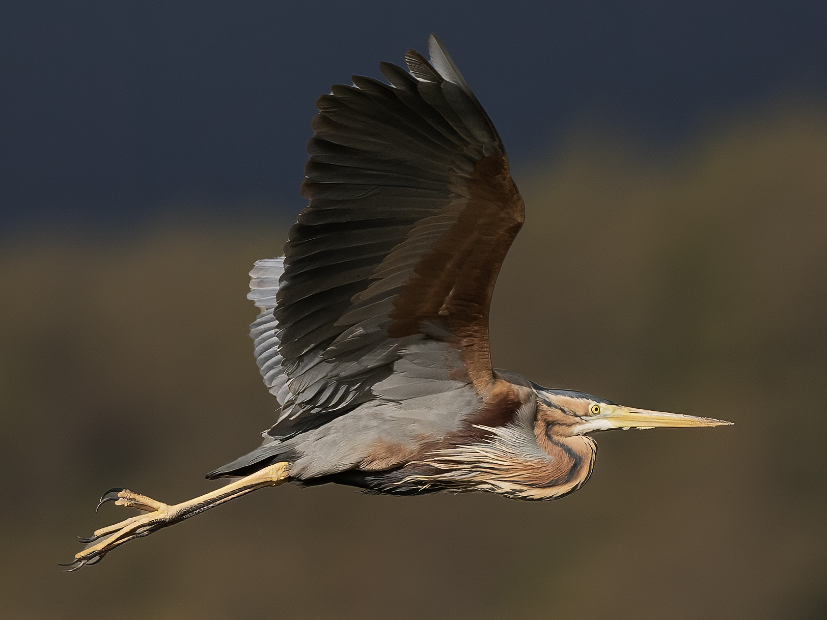 Purple heron