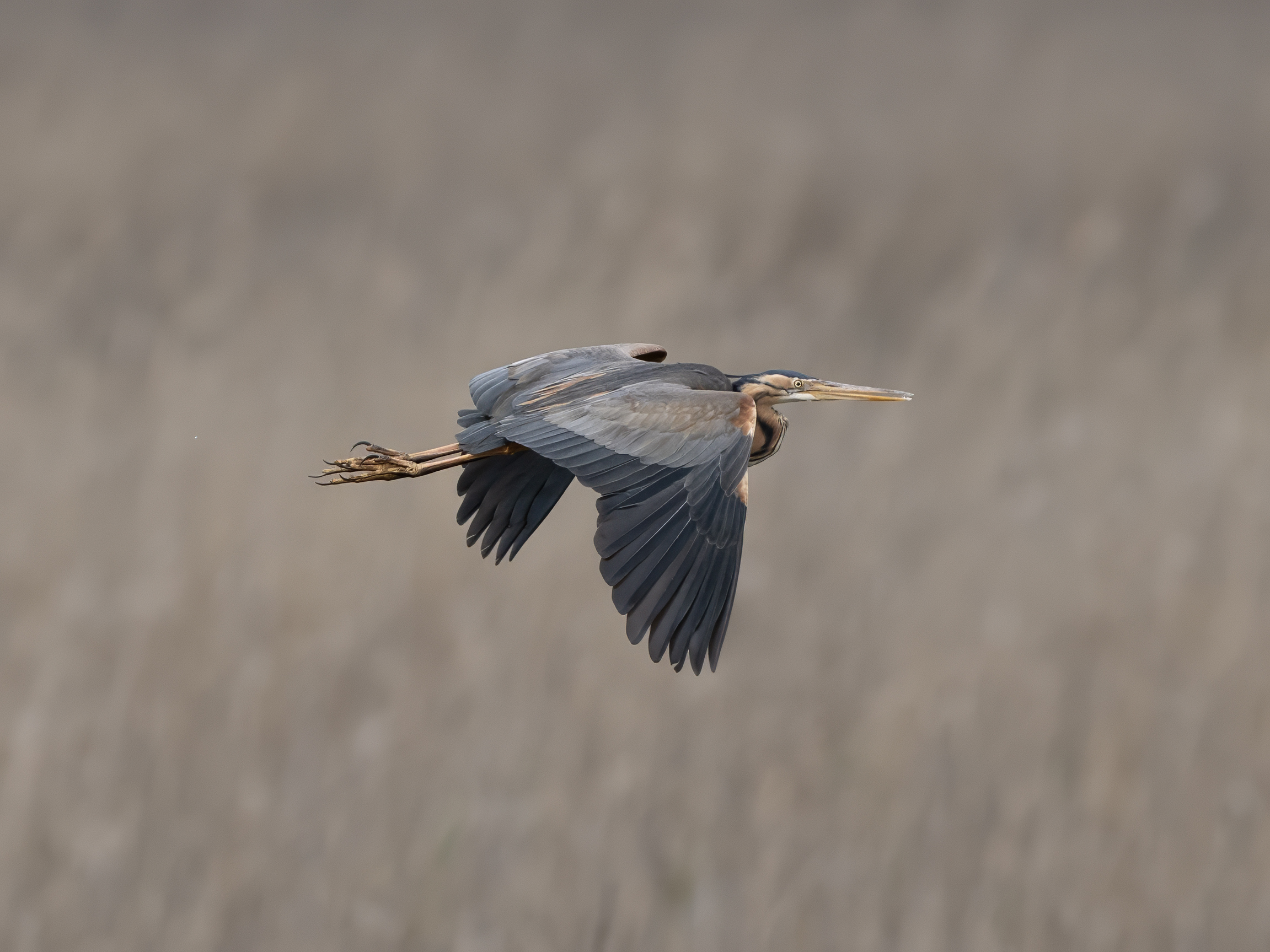 Purple heron