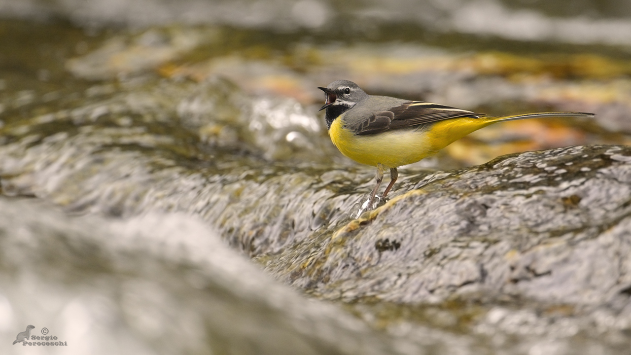 Grey wagtail
