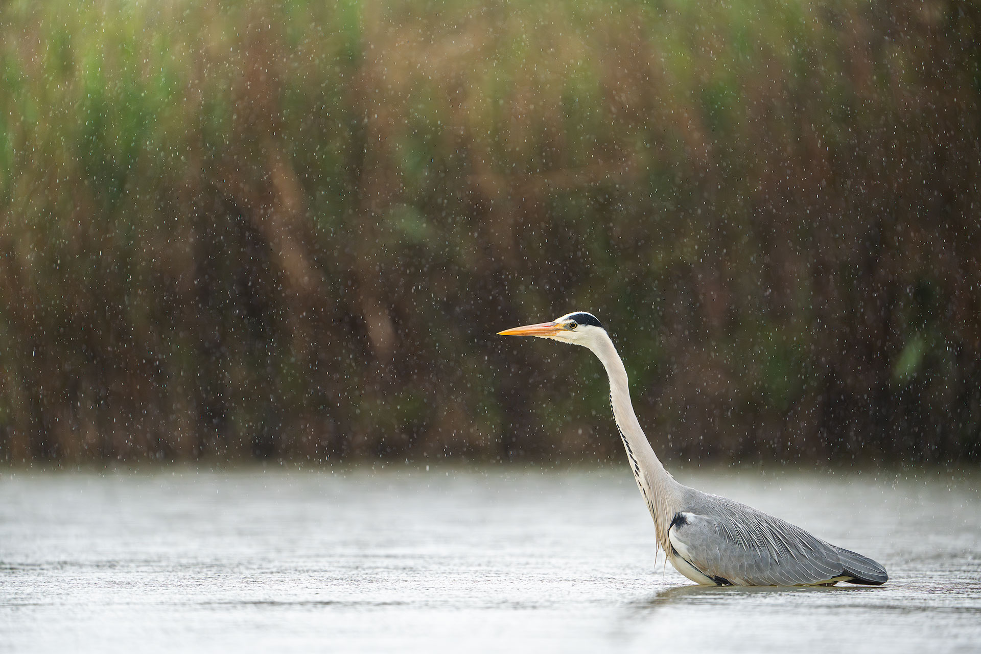 The Heron and the Rain
