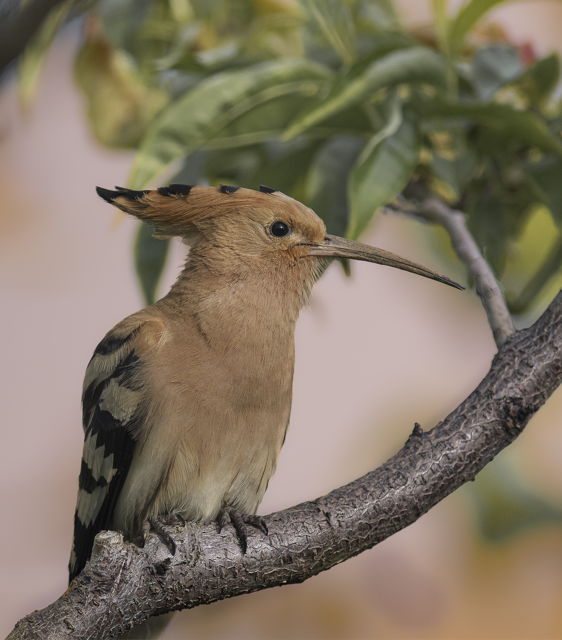 Hoopoe