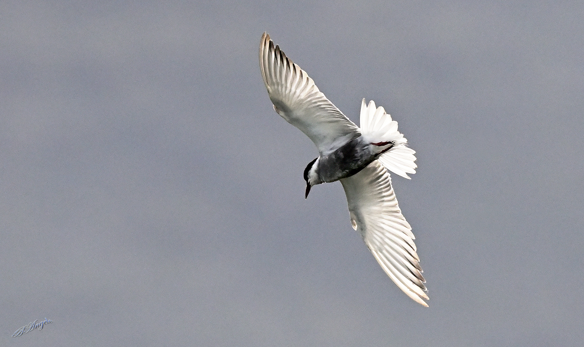 " Mignattino piombato "