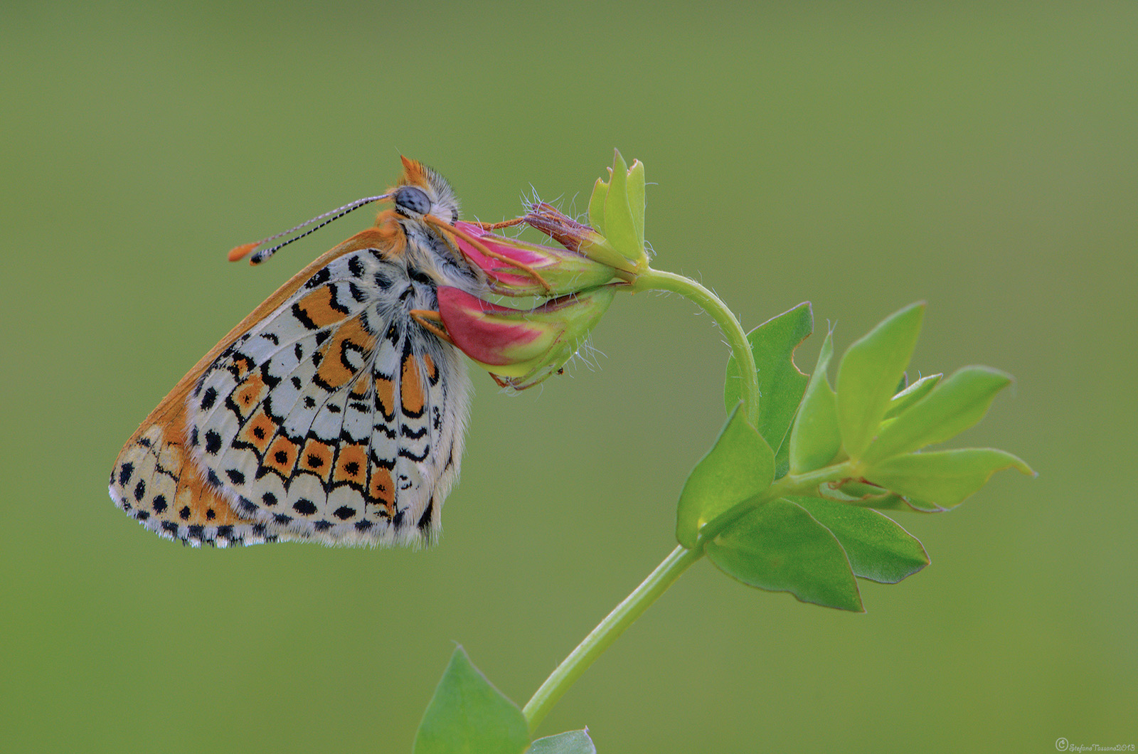 Melitaea cinxia