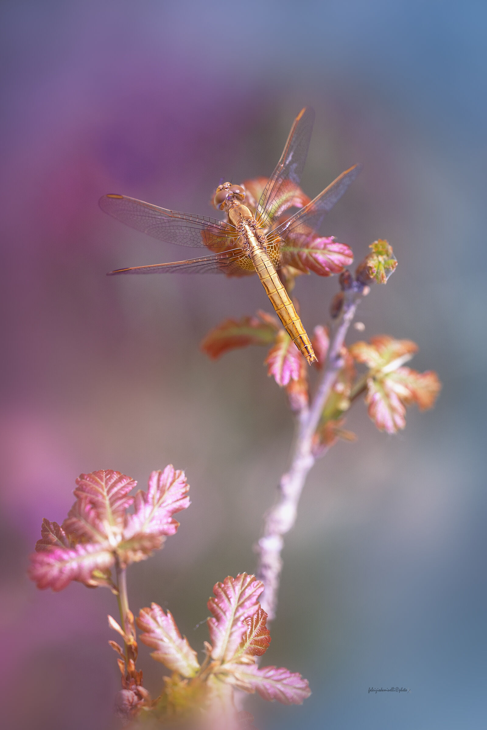 Crocothemis erythraea