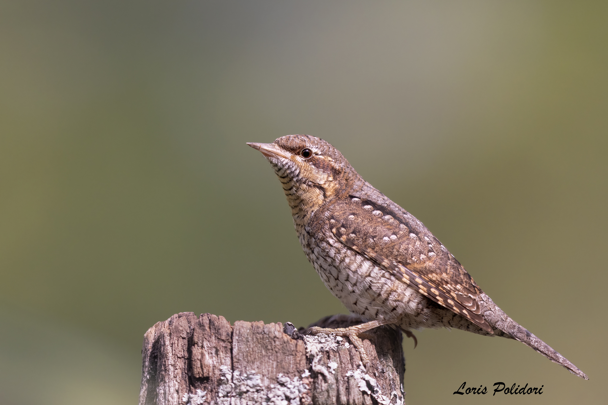Wryneck