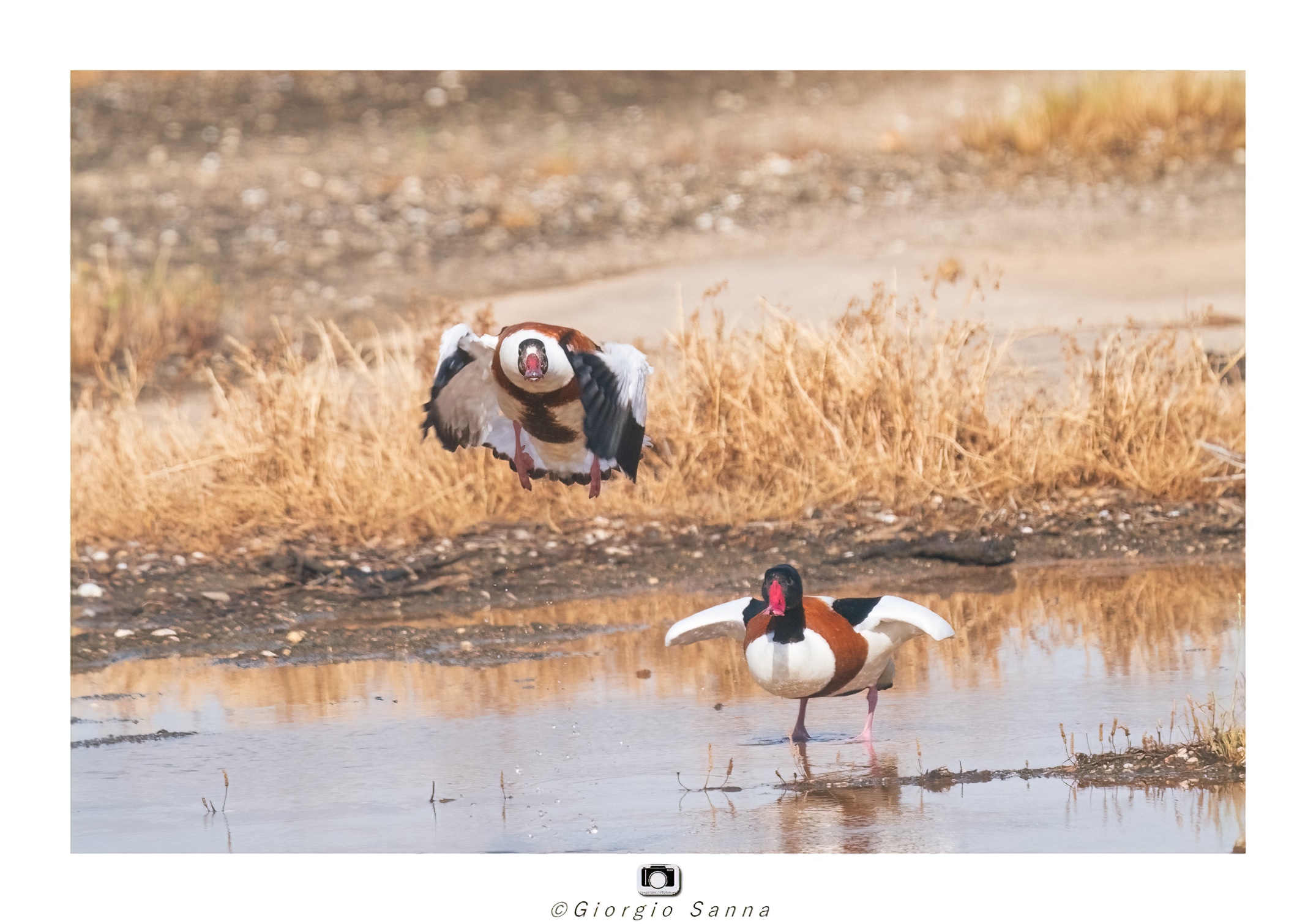Common shelduck