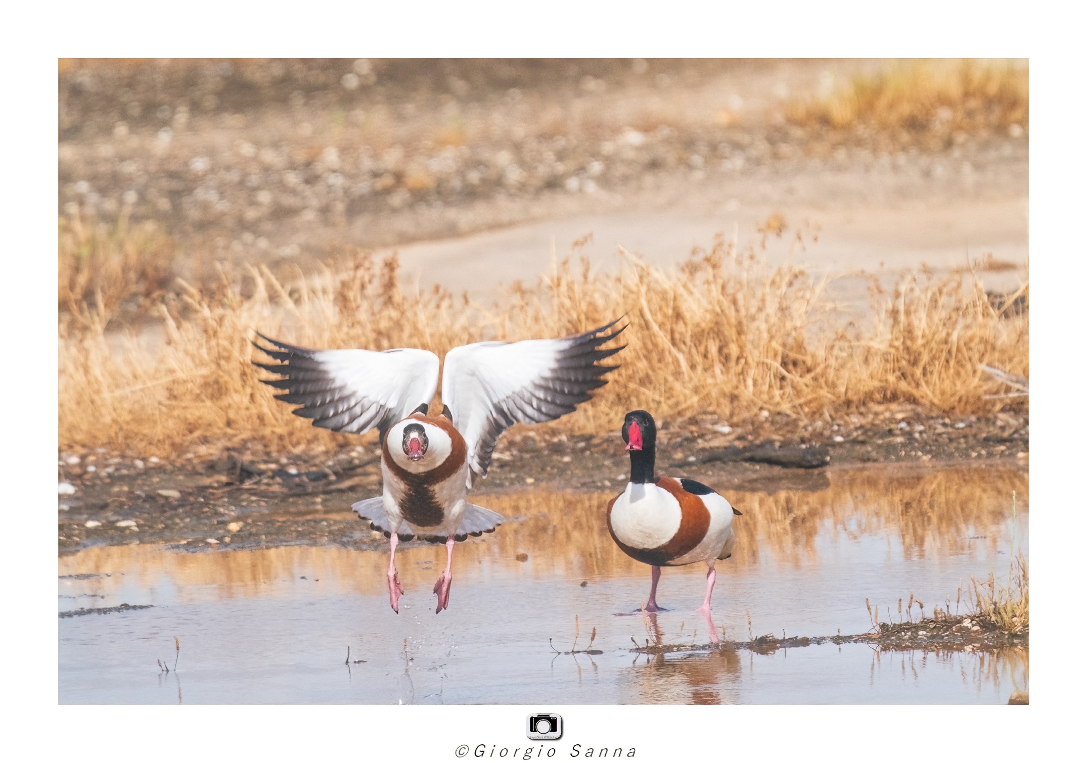 Common shelduck