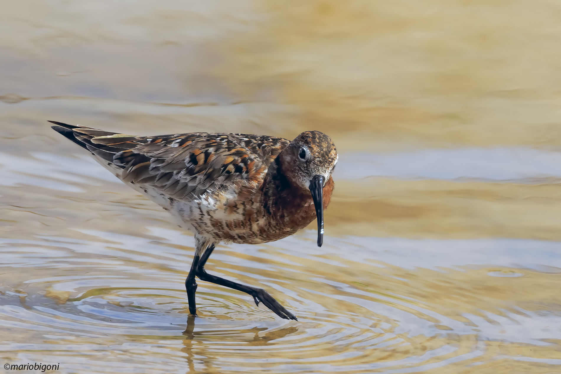 Common Sandpiper