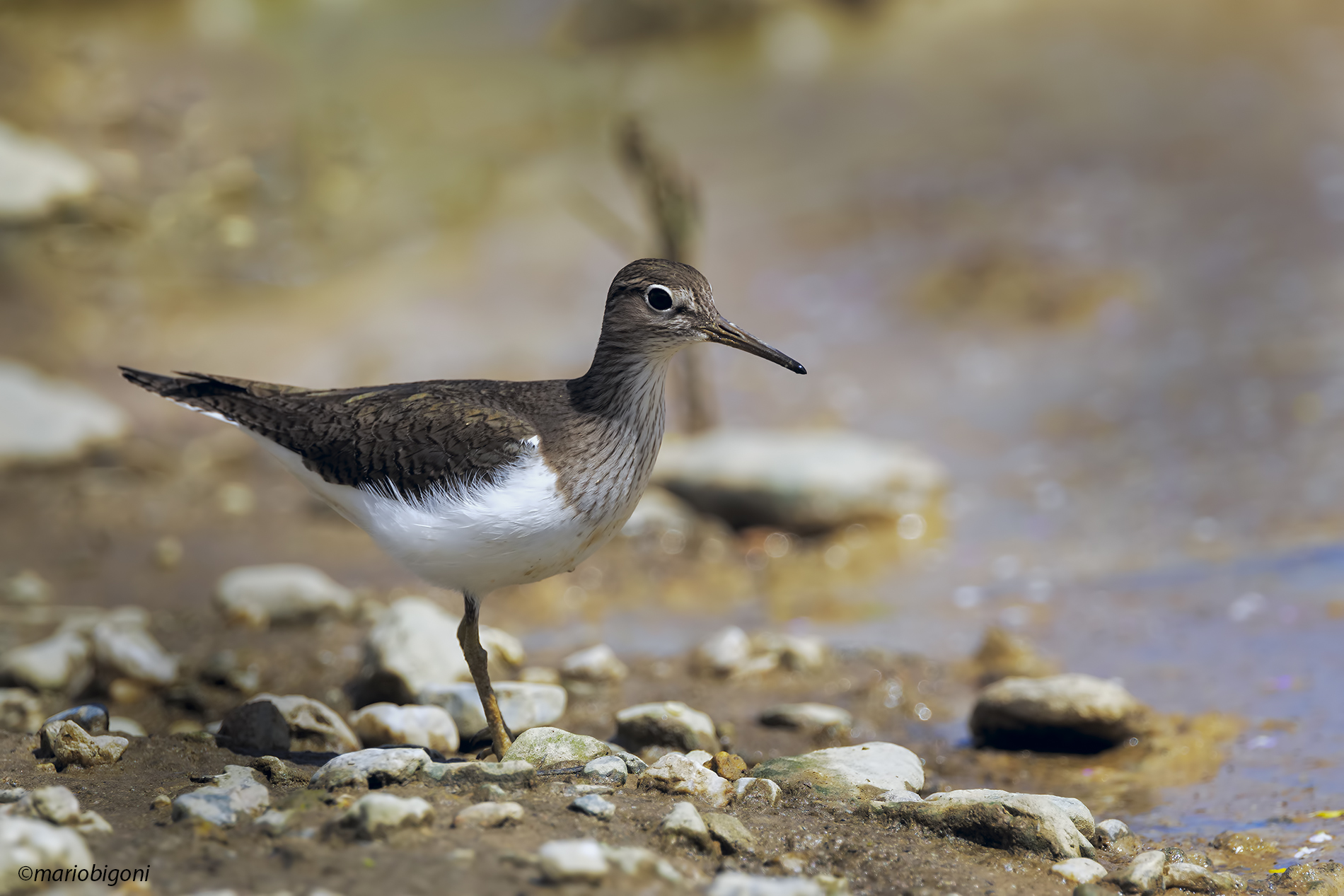 Common Sandpiper