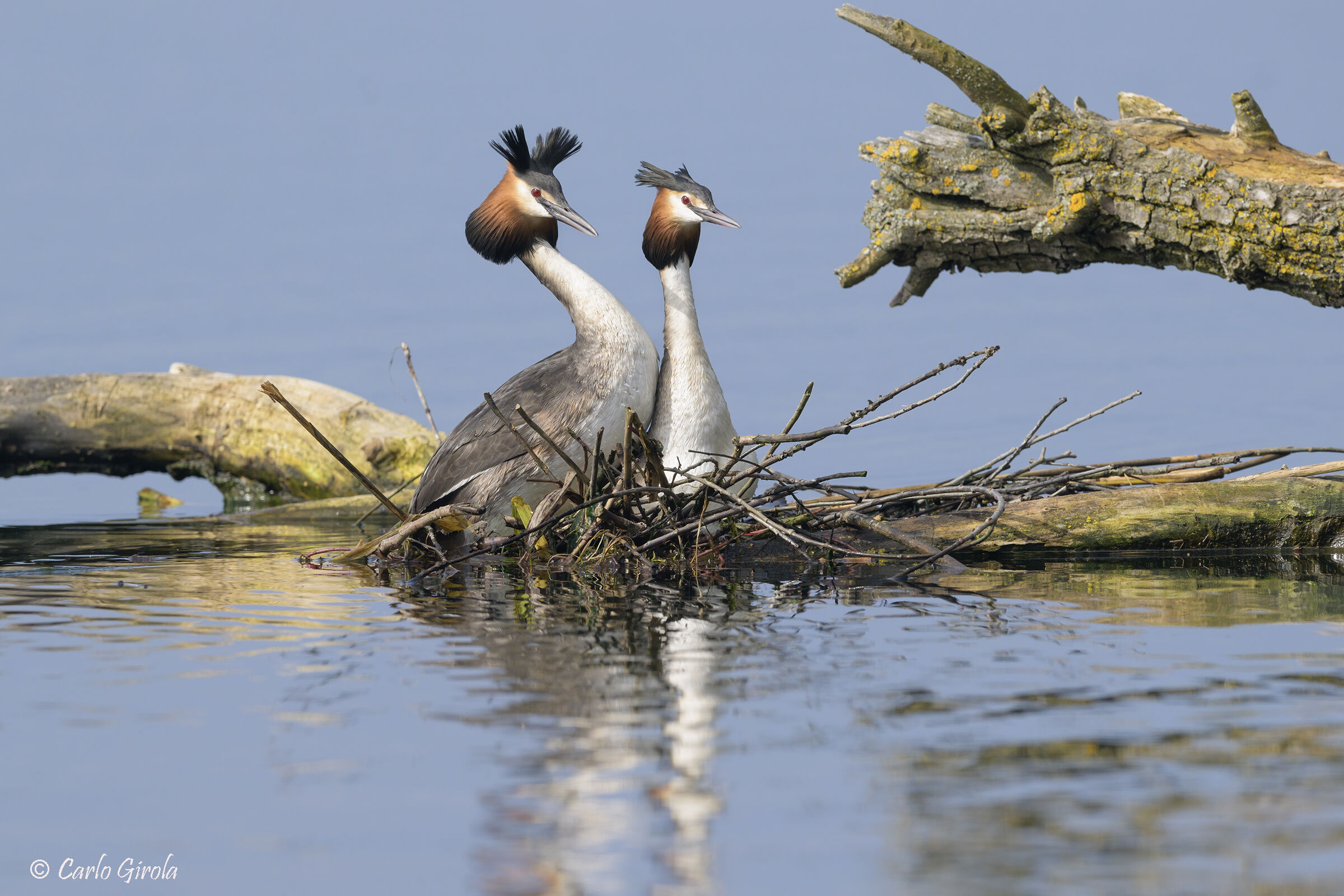 Great Crested Grebe (Podiceps cristatus)