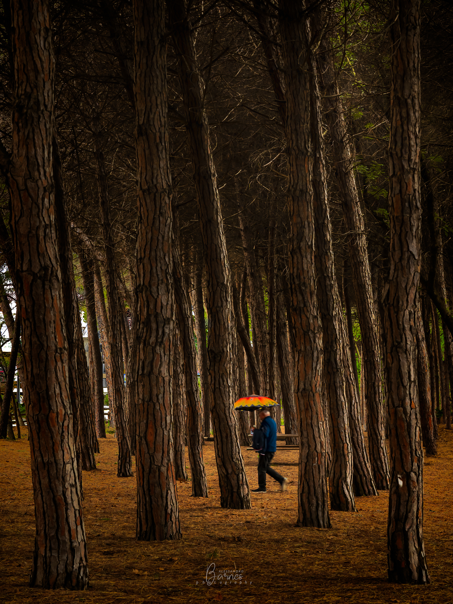 Pinewood of Cervia